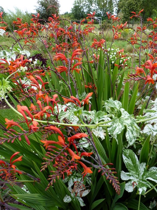 Crocosmia masonorum 'Orangerot' (3)